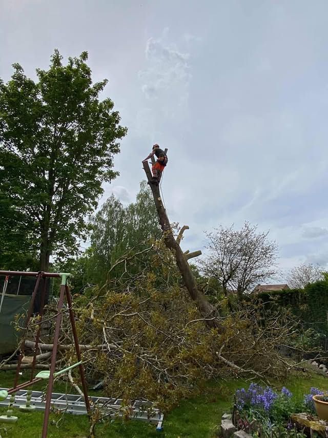 Abattage d'arbres à Brillon
